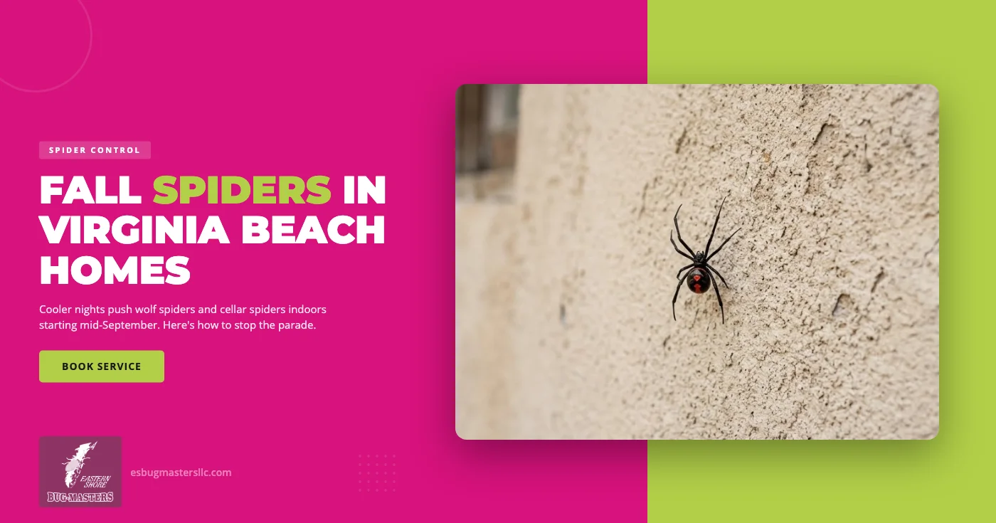 Why September Brings More Spiders Into Virginia Beach, VA Homes — and What to Do