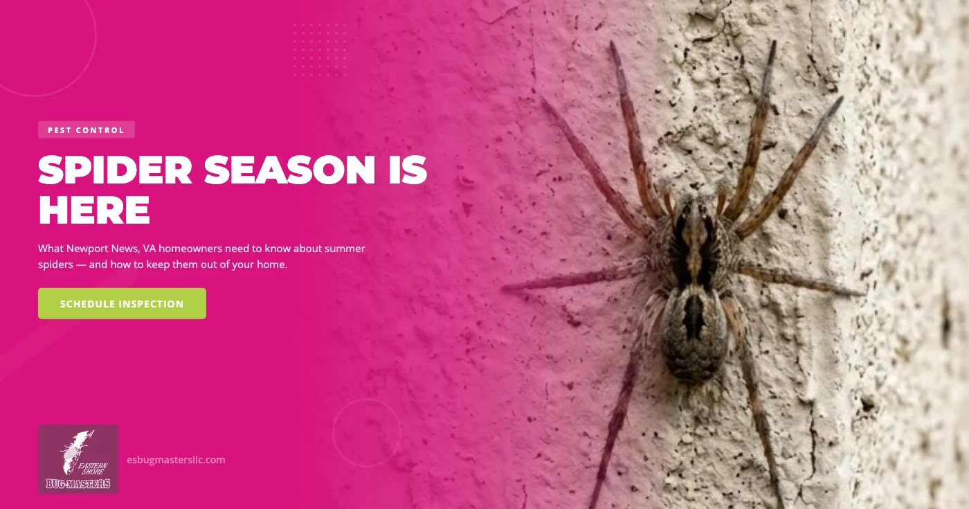 Summer Spider Prevention in Newport News, VA: A Coastal Virginia Homeowner's Guide