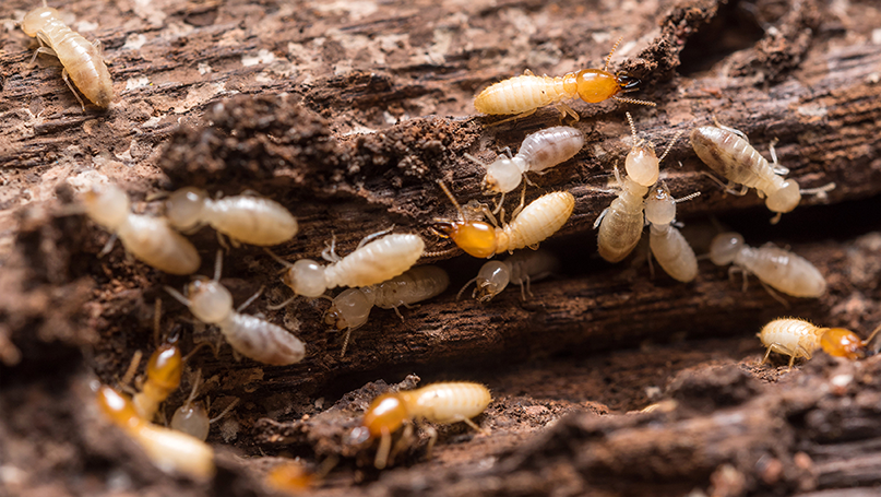Year-Round Business Rodent Control | ES Bug-Masters