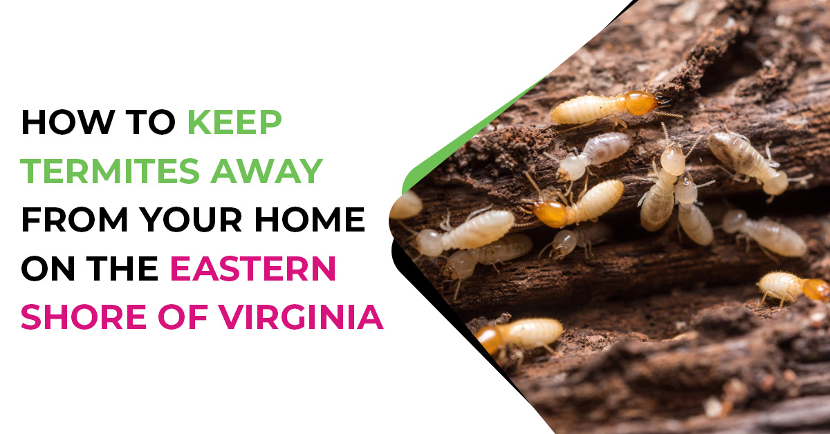 Termite Prevention Eastern Shore | ES Bug-Masters