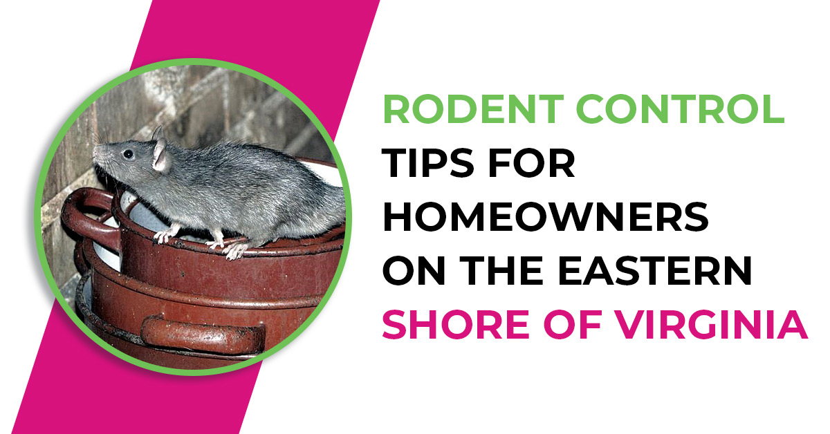 Homeowner Rodent Control Tips | ES Bug-Masters